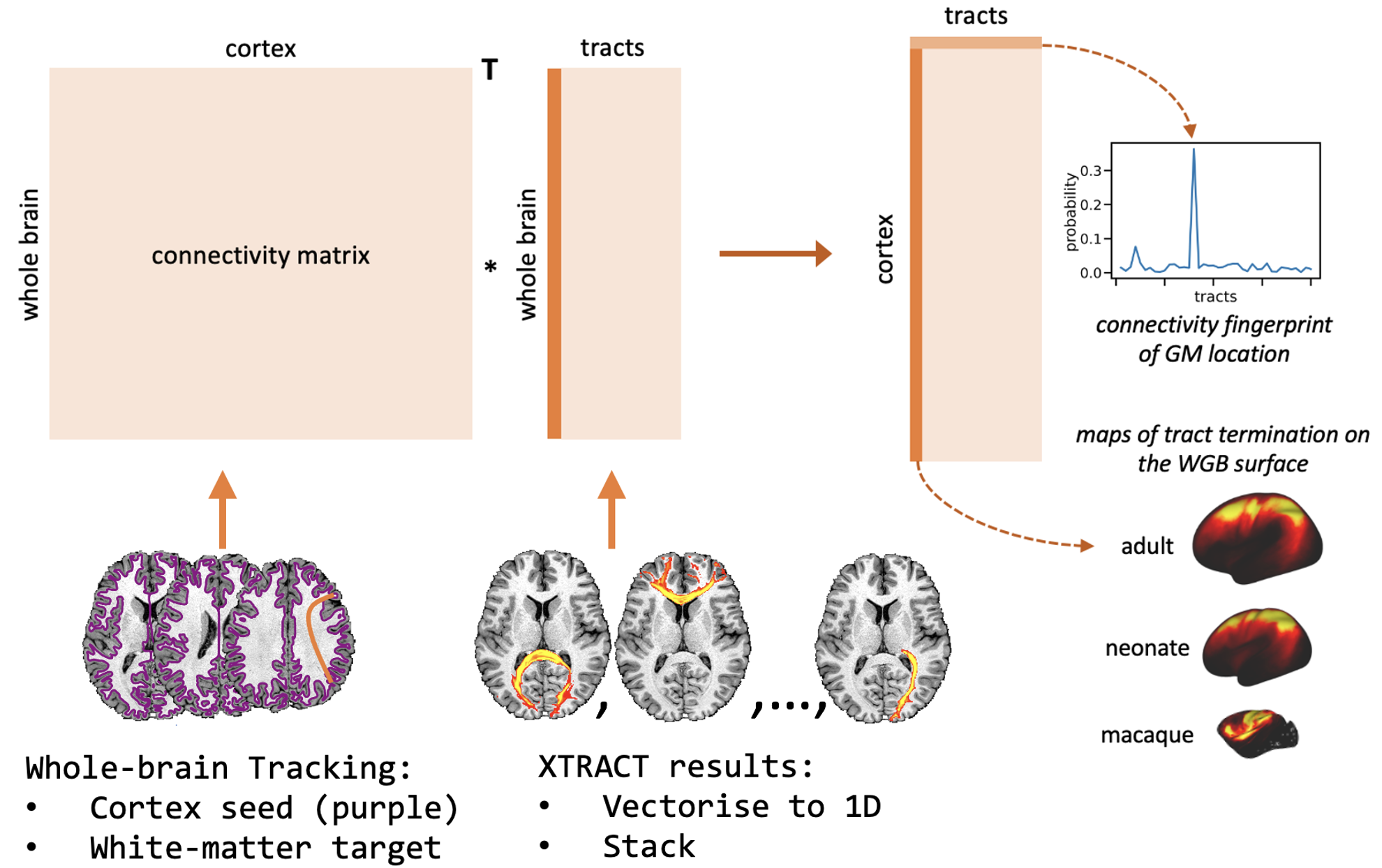 Connectivity blueprint construction